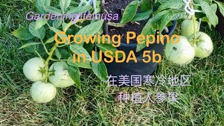 Growing Pepino in USDA 5 Area (在美国寒冷地区种植人参果)#gardening