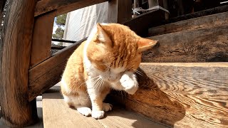 智恩寺　朝のお寺の見回りへと出掛けるまだ半分寝ぼけた茶白猫ミルクちゃんのあとをこっそりついて行ってみた