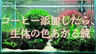 【窒素】意外な効果！水草レイアウト水槽にコーヒー添加してみた結果