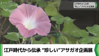 江戸時代から伝承　歴博で“珍しい”アサガオ企画展　千葉県佐倉市（2024.08.12放送）