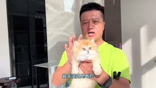 金渐层长毛猫