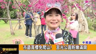 市區賞櫻免爬山!  莒光公園粉嫩滿開