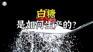 白糖是如何生产的？先将甜菜切成条状，再打进20米高的萃取塔中