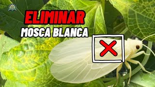 Como eliminar la mosca blanca en 5 minutos 🚫 Todo lo que necesitas saber ✅