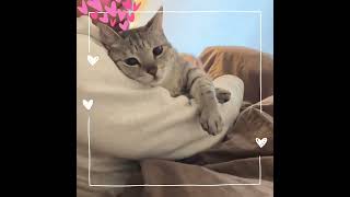 とろけそうな顔の猫#catvideo #silvertabby #サバトラ猫 #ねこのいる暮らし