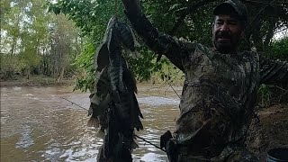 tremenda ensarta de tilapias pescando en la corriente de este enorme rio