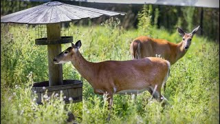 Keeping animals cool during a heat wave at the Ecomuseum Zoo