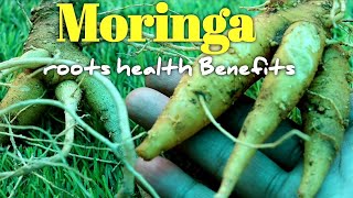 Moringa roots health Benefits मोरिंगा / सहजन जड़ के स्वास्थय लाभ