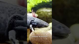 Incredible Axolotls Exploring the Mysterious World of Aquatic Wonders