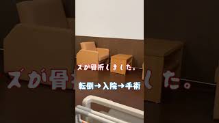 20230411 転倒事故！麻痺側上腕骨近位端骨折入院中 #ショート#片麻痺youtuber#障がい者