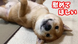 外に出るとキレやすくなる兄の影響を直撃した柴犬はその後どうなるのか⁉