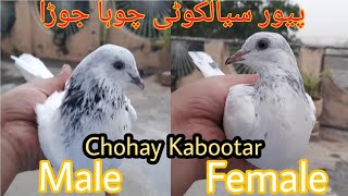 Pure Sialkoti Chohay kabootar || Yah Hain 100% || Pure Sialkoti Chohay Pigeons || #majidpigeoncare