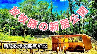 第17話  【放牧豚の新居公開】 放牧地の裏側まで徹底解説します！