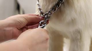 dog chain collar leash