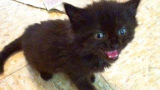 Tiny Kitten - BIG Meow!