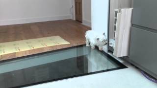 Westie crossing glass floor for the first time! #NeedSound