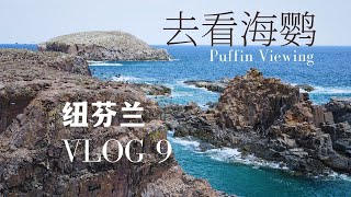 去看海鹦鹉 | 晴天重游St John's | 纽芬兰 | Vlog 9 | Exploring Newfoundland VLOG9 | Puffin Viewing | #gopro