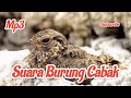 Suara Burung Cabak Mp3