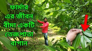 ফার্মার এর জীবন বীমা একটি তেজপাতা বাগান।