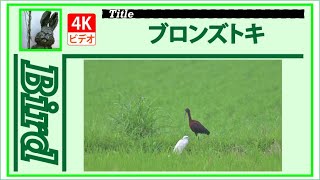 【4K】ブロンズトキ　～サギたちと一緒～　20240703　Bird　野鳥