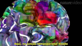 The brain dictionary - legendado
