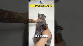 个月猫咪科学饲养方法 #新手养猫 #养猫注意事项 猫奴十三