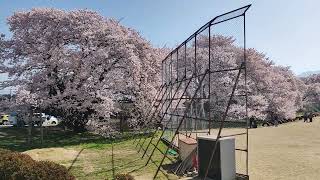 日本一の学校桜。長野県高森町