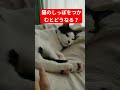 猫のしっぽをつかむとぶちギレられた すいません