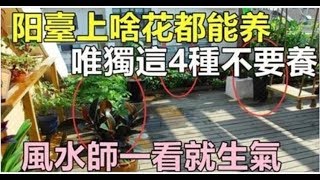 陽台上什麼花都能養，唯獨這4種，風水師一看就說不行