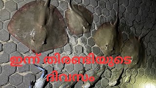 തിരണ്ടിയുടെ സീസൺ വന്നു മക്കളെ #fishing #kuwaithfishing #viralvideo #stingray