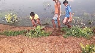 இளைஞர்களின் பனைமரம் நடுதல் பணி🌴🌴....குளம் கரைகளில்