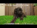 トイプードル子犬｜2024.7.10生（27日齢）①｜グレーorブラック｜女の子｜滋賀県