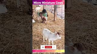 Micro Mini Cows Srikrishna Little Calf #SmallestCalf #mini #viralshorts  #trendingshorts #viral #yt