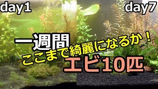 10匹のヤマトヌマエビ　苔に覆われた水槽を一週間で綺麗にする！