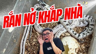 Rắn Nở Khắp Nhà |Thèm Bò Sát