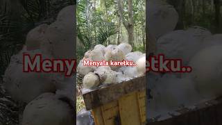 Menyala petani karet #petanikaret #pertaniankaret #kebunkaret #menyala #viralvideo