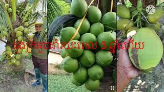 ដូងតឿដូងអូបដាំរយៈពេល 3 ឆ្នាំហើយ វិធីដាំដូងក្រអូប លក់កូនដូងក្រអូបលក់កូនដូងក្រអូប0979988552/0969750542