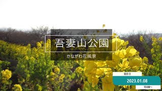 かながわ花風景 公園紹介 【吾妻山公園】 2023年1月8日 撮影