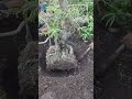 hukay pa! #trending #viral #tamarind #tamarindus #tamarindusindica #bonsai#bonsaitree