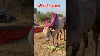 हिंदकेसरी #लक्ष्मणराव #viralvideo #video #बैलगाडा