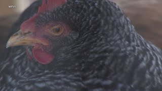 Bird flu concern grows, bird market closures going into effect