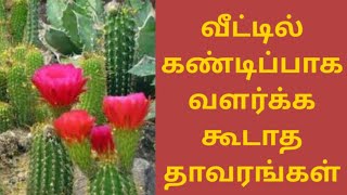 வீட்டில் கண்டிப்பாக வளர்க்க கூடாத தாவரங்கள்|veetil valarkkakoodatha thavarangal