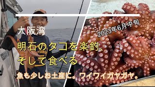 タコのストック確保に挑む、明石のタコ釣り - YAKUMO’s Boat fishing Vlog