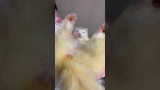 どーんと寝るフェレット#shorts #ferret #cuteanimals