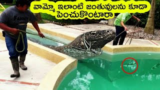 Top 5 Most unusual pets in the world | Bmc facts | Telugu