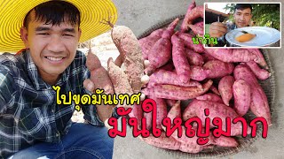 ไปขุดมันเทศของคุณน้า ใหญ่มากๆ มาต้มกิน | วิถีไทบ้าน