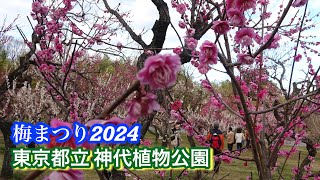 梅まつり　東京都立 神代植物公園　2024年2月18日