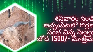 very interesting video 😱😱😱😱😱.....శనివారం సంత అచ్చంపేటలో గొర్రెల సంత చిన్న పిల్లలు జోడి 1500- మాత్రమే