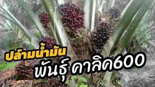 ปล์ามน้ำมัน พันธ์ุ คาลิค600  อีกหนึ่งสายพันธุ์ที่นิยมกันปลูก