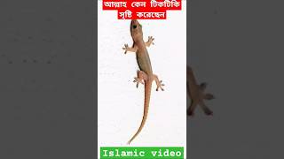 আল্লাহ টিকটিকি কেন সৃষ্টি করেছেন Musa alaihis salam ka waqia facts in bengali#shorts Islamic #sorts